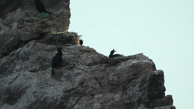 Cormorants nesting cliff. Black seabirds tend fragile nests built high on a steep vertical sea rock face.