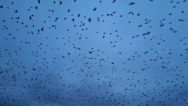 Large flock of black birds flying across a twilight blue sky at dusk