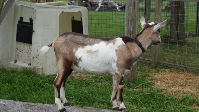 Small baby goat wearing a collar stands calmly at the zoo, adorable and friendly animal.