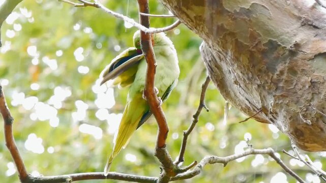 Rose-ringed parakeets (Psittacula krameri) perch in the trees of a London park. These foreign invaders, also known as ring-necked parakeets, are medium-sized, slender parrots with vivid green feathers
