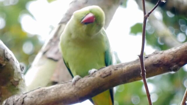 Rose-ringed parakeets (Psittacula krameri) perch in the trees of a London park. These foreign invaders, also known as ring-necked parakeets, are medium-sized, slender parrots with vivid green feathers