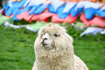 Fototapeta premium Funny Portrait of a White Alpaca With Shaggy Hair Looking at Camera