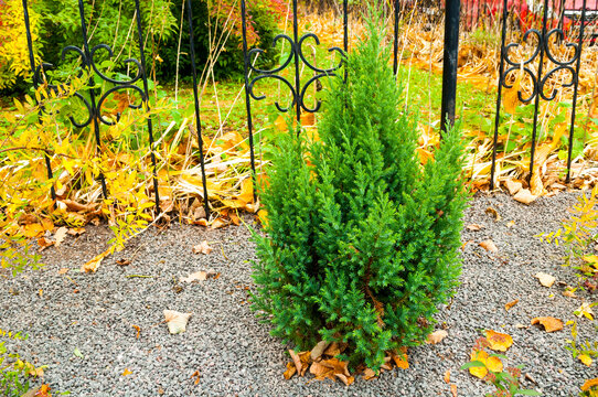 Autumn garden background. A small green conifer sapling of Stricta Chinese Juniper growing in grey gravel. Yellow fallen leaves and a black iron fence with decorative scrollwork behind