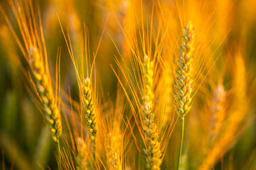 Obraz premium Wheat spike defines foreground. Wheat catches orange light. Warm wheat meets sunset. Rural wheat fills background.