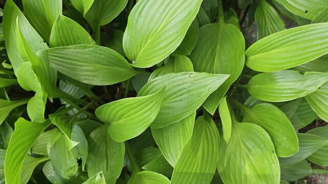 Green Hosta Leaves