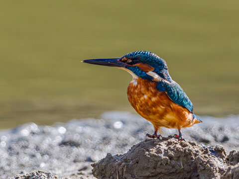 L'image montre un martin-p&ecirc;cheur d'Europe (Alcedo atthis), un petit oiseau reconnaissable &agrave; son plumage bleu turquoise et orange vif.