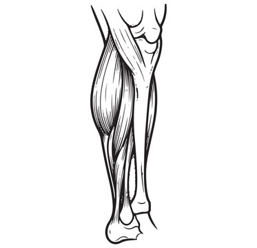 Anatomical sketch of the human lower leg muscle structure and skeletal anatomy with leg muscles medical illustration muscular system anatomy drawing lower limb calf muscle scientific diagram