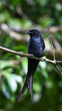 Black drongo perched on a thin branch with forked tail visible