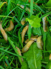 Many slugs on the grass. Selective focus. © yanadjan