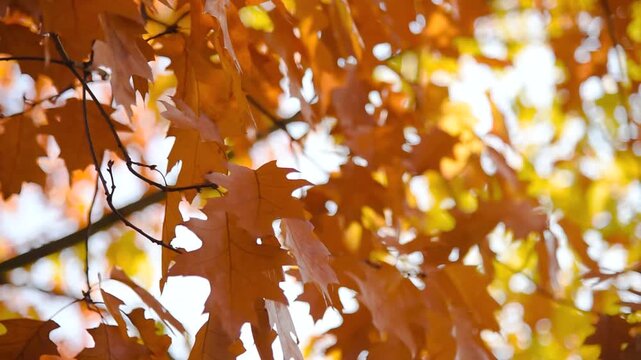 Closeup of autumn leaves and sunlight bokeh background. Colorful oak leaf on wind low angle view. Fall season weather vibrant nature forest.