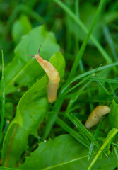 Many slugs on the grass. Selective focus. © yanadjan