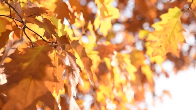Closeup of autumn leaves and sunlight bokeh background. Colorful oak leaf on wind low angle view. Fall season weather vibrant nature forest.
