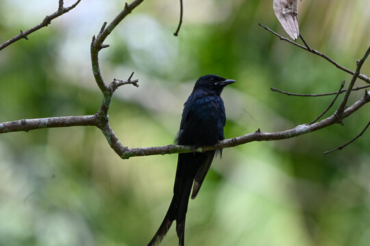 Black drongo perched on a bare branch facing forward