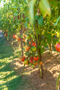 Tomatoes growing in the garden. Selective focus.