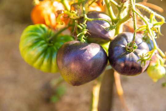 Tomatoes growing in the garden. Selective focus.