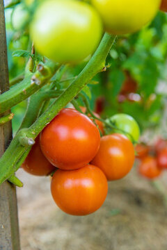 Tomatoes growing in the garden. Selective focus.
