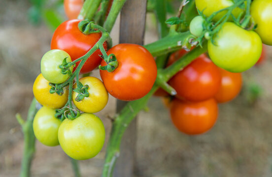 Tomatoes growing in the garden. Selective focus.