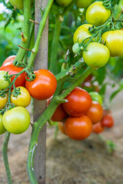 Tomatoes growing in the garden. Selective focus.