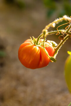Tomatoes growing in the garden. Selective focus.