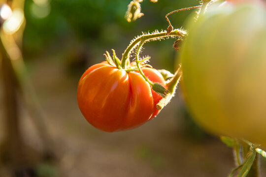 Tomatoes growing in the garden. Selective focus.