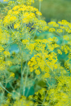 Dill flower heads in the garden. Selective focus.