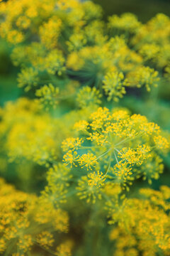 Dill flower heads in the garden. Selective focus.