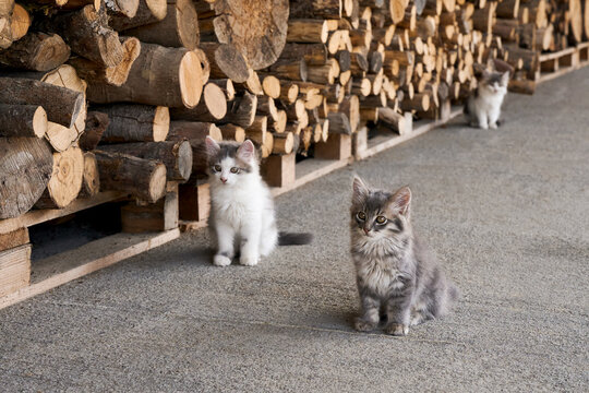 Three cute, fluffy kittens sitting near a stack of firewood logs outdoors.