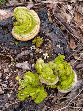 Parasitic green mushrooms growing densely on stump showcase forest decay and natural recycling processes