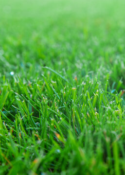 Green lawn grass. Selective focus.