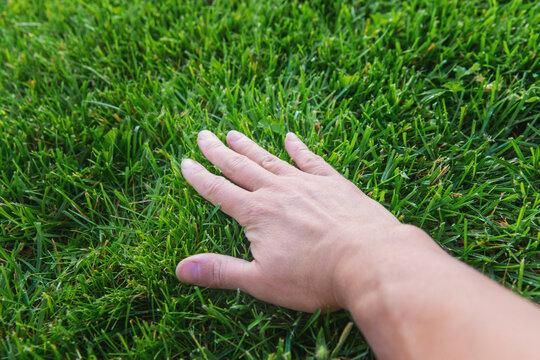 Green lawn grass. Selective focus.