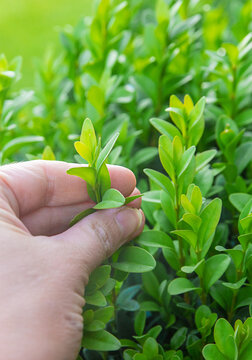 Boxwood growing in the garden. Selective focus.