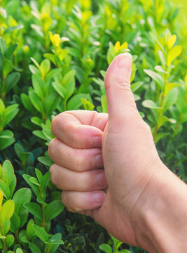Boxwood growing in the garden. Selective focus.