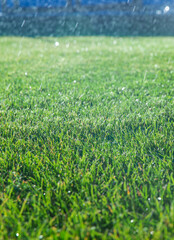 Obraz premium Green lawn grass. Selective focus.
