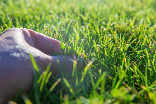 Green lawn grass. Selective focus.