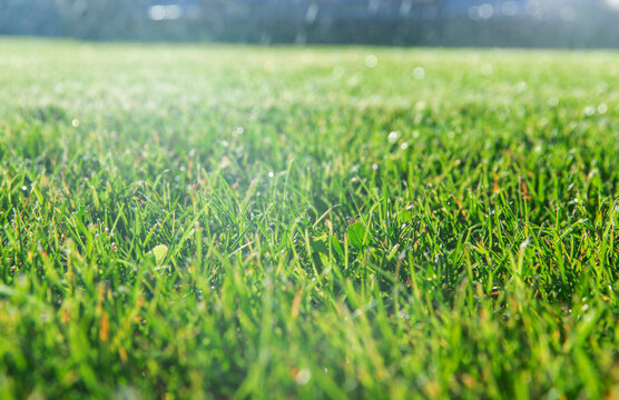 Green lawn grass. Selective focus.