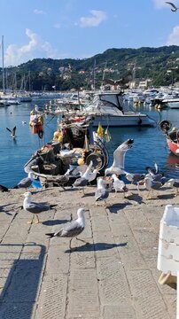 Gabbiano podczas karmienia. Leri, Liguria, Italia. 