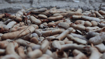 Close-up of tamarind fruit © Jimmy