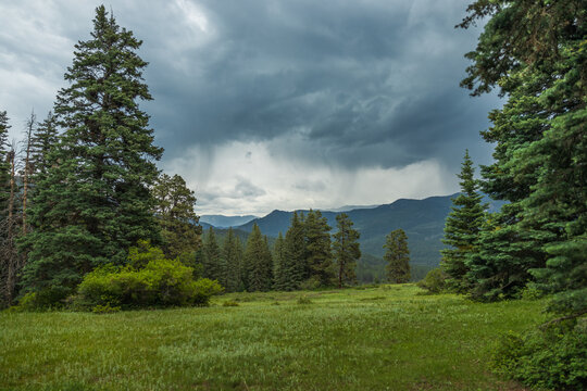 Green forest meadow with rain clouds