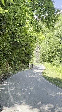 Young couple holding hands, walking towards camera on a winding asphalt mountain road amid lush green forest, vertical video, tripod shots, original unedited 1080 Full HD footage, sunny daylight.