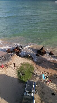 Vista a&eacute;rea de praia tropical com quiosque de palha, espregui&ccedil;adeiras e canoas na areia, cena de lazer litor&acirc;neo durante viagem ao nordeste brasileiro