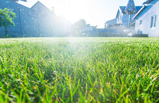 Green lawn grass. Selective focus.