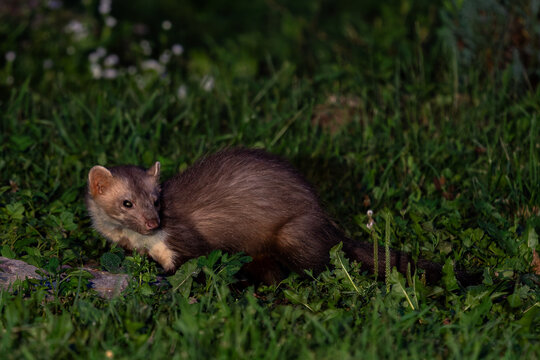 Beech marten - Martes foina, small beautiful common carnivore from European forests and woodlands, White Carpathians, Czech Republic.