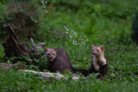 Beech marten - Martes foina, small beautiful common carnivore from European forests and woodlands, White Carpathians, Czech Republic.