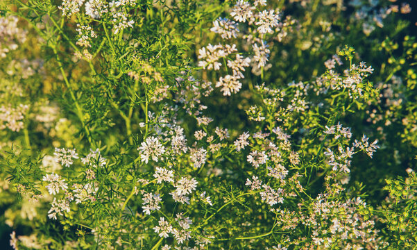 Coriander blooming and growing in the garden. Selective focus.