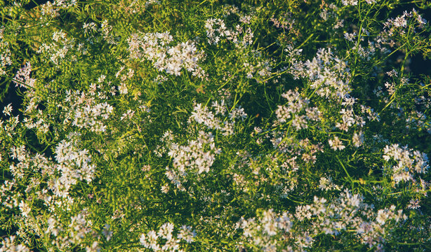 Coriander blooming and growing in the garden. Selective focus.
