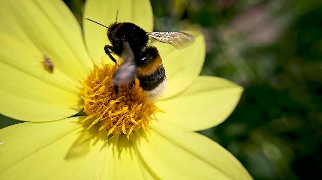 The bumblebee wipes its eyes with its paws and flies away from the flower. Slow motion video
