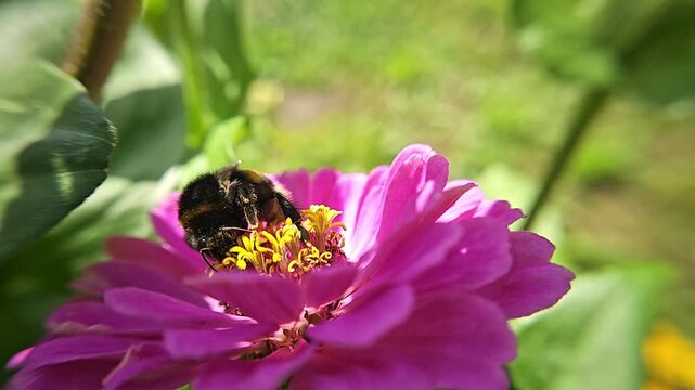 A bumblebee is collecting nectar from a pink flower