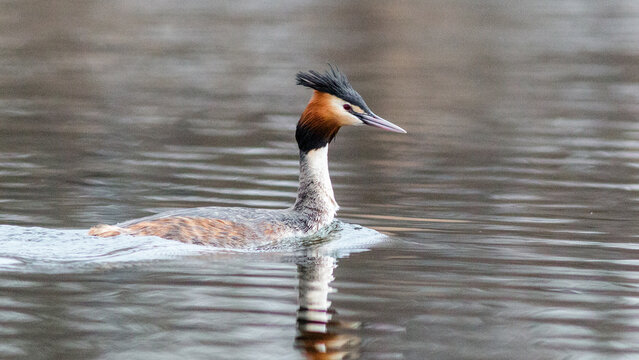 great crested grebe
