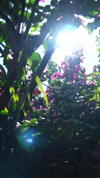Silhueta de folhagem tropical com reflexos de luz solar entre as folhas, atmosfera m&aacute;gica de jardim ao entardecer durante viagem