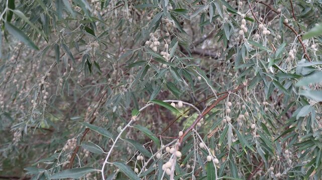 Silvery Russian Olive Foliage with Fruit Clusters on Hanging Branches